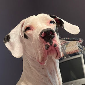 Meet your Posher, Thomas